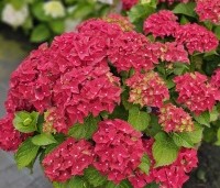 Hydrangea Forever & Ever Red - Hortensia Forever & Ever Red - 2