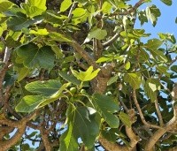 Ficus carica - Vijg - 3