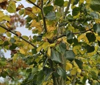 Tilia x europaea 'Euchlora' - Linde - 2