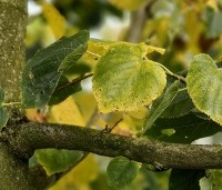 Tilia x europaea 'Euchlora' - Linde - herfst 2024