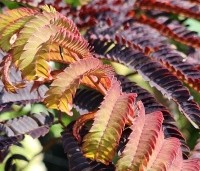 Albizia julibrissin 'Summer Chocolate' - Perzische slaapboom 'Summer Chocolate' - 4