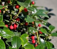Ilex meserveae 'Heckenfee' - Hulst 'Heckenfee' - 3