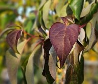 Cornus controversa - Reuzenkornoelje - 1