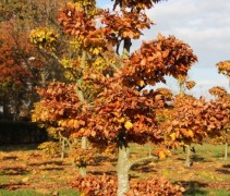 Beuk, tuinbonsai in herfst/winterblad