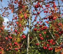 Malus Neville Copeman leiboom