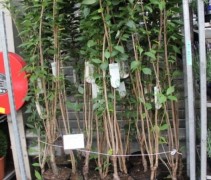 Prunus serrulata 'Amanogawa'