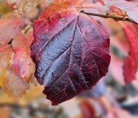Parrotia persica 'Cherry Tips' - Perzisch IJzerhout 'Cherry Tips' - 4