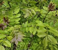 Fraxinus excelsior - Es - 3