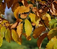Zelkova serrata - Japanse Zelkova - herfstblad november