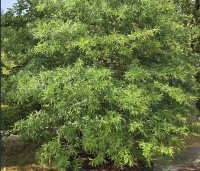 Quercus Phellos - Wilgbladige eik - 2