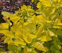 Cotinus Golden Spirit - Geelbladige pruikenboom - 2