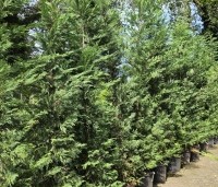 Cupressocyparis leylandii - Leylandcypres - 1