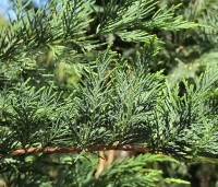 Cupressocyparis leylandii - Leylandcypres - 2