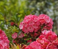 Kalmia latifolia - Lepelboom - 1