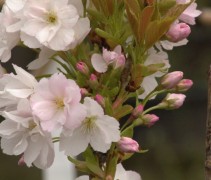 Prunus Amanogawa 