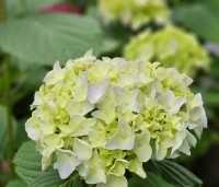 Hydrangea   macrophylla 'Nikko Blue'  - Hortensia 'Nikko Blue' - 3