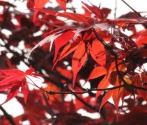 Acer palmatum ‘Atropurpureum’ blad