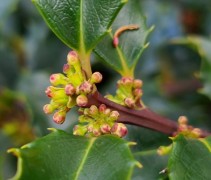 Ilex meservae 'Blue Princess'