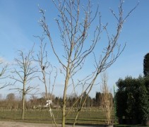 Magnolia 'Goldstar' in container (kuip) hoogte ca 3-3.5m