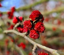 Parrotia persica 'Vanessa' winterbloei