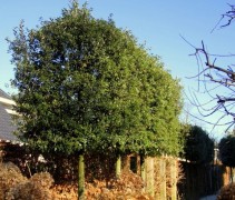 Quercus Ilex