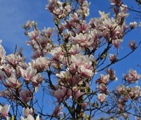 Magnolia soulangeana - Magnolia soulangeana - 1