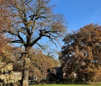 Quercus robur - Zomereik - 1