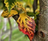 Parrotia persica 'Bella' - Perzisch IJzerhout - 1