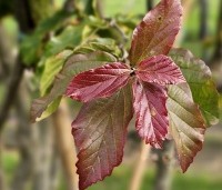 Parrotia persica 'Bella' - Perzisch IJzerhout - 2