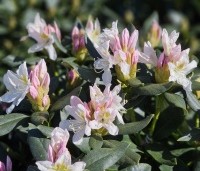 Rhododendron 'Cunningham's White' - Rododendron - 1