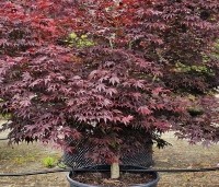 Acer palmatum 'Fireglow' - Japanse Esdoorn 'Fireglow' - 2