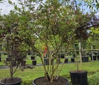 Vaccinium corymbosum - Amerikaanse Bosbes - 1