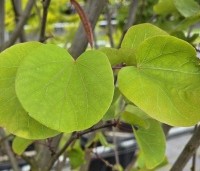Cercis siliquastrum - Judasboom - mei 2026