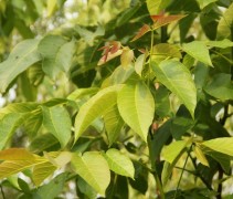 Juglans regia 
