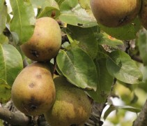 Pyrus communis 'Beurre Hardy' rijpe peer