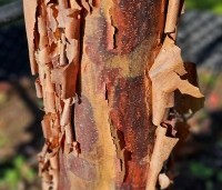 Acer griseum - Papieresdoorn - 1