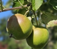 Malus dom. 'Jonagold' - Malus dom. 'Jonagold' - juni