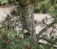 Pinus parviflora 'Glauca' - Japanse witte den 'Glauca' - 2