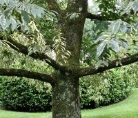 Castanea sativa 'Variegata' - Tamme Kastanje 'Variegata' - 8