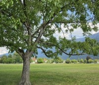 Juglans regia - Walnoot - 5