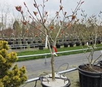 Aesculus pavia 'Atrosanguinea' - Rode pavia - 1