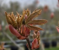 Aesculus pavia 'Atrosanguinea' - Rode pavia - 2