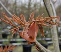 Aesculus pavia 'Atrosanguinea' - Rode pavia - 2 april uitloop blad en bloemknop
