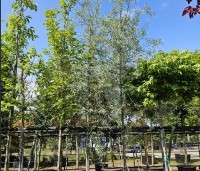 Pyrus salicifolia 'Pendula' - Wilgbladige peer - doorgaande stam