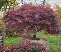 Acer palmatum 'Garnet' - Japanse esdoorn 'Garnet' - herfst