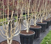 Betula utilis 'Doorenbos' - Himalayaberk - 1