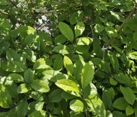 Chionanthus retusus - Sneeuwvlokkenboom -  blad in mei
