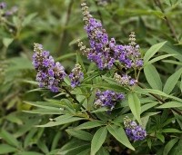 Vitex agnus-castus - Monnikenpeper - 1