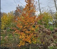 Fagus sylvatica - Groene beuk - 2