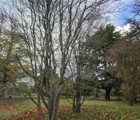 Amelanchier lamarckii - Krentenboompje - 1